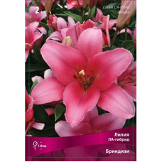 Лилия Бриндизи (ЛА-гибрид)