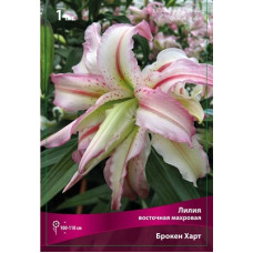 Лилия Брокен Харт (восточная махровая)
