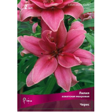 Лилия Церес  (азиатская махровая)