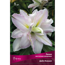 Лилия Дабл Измаил (восточная махровая)