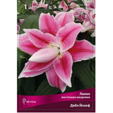 Лилия Дабл Йозеф (восточная махровая)