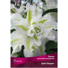 Лилия Дабл Людвиг (восточная махровая)