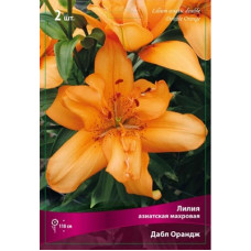 Лилия Дабл Ориндж  (азиатская махровая)