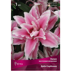 Лилия Дабл Сорбонна (восточная махровая)