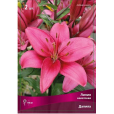 Лилия Далила (азиатская)