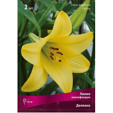 Лилия Делиана (лонгифлорум)