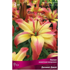 Лилия Деликат Джой (азиатская махровая)