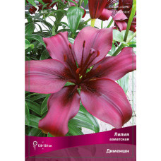 Лилия Дименшн  (азиатская)