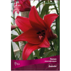 Лилия Дивайн (лонгифлорум)
