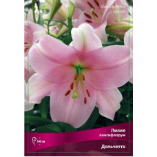 Лилия Дольчетто (лонгифлориум)