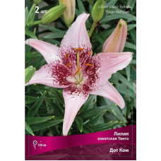 Лилия Дот Ком (азиасткая Танго)