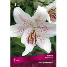 Лилия Экстраваганза (восточная)