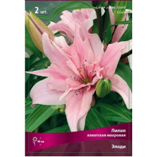 Лилия Элоди  (азиатская махровая)