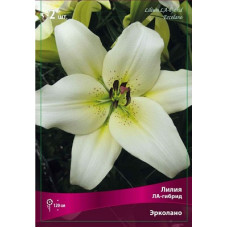 Лилия Эрколано (ЛА-гибриды)