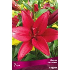 Лилия Евфрат (ЛА-гибрид)