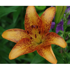 Лилия Фанни Герл (азиатские танго)