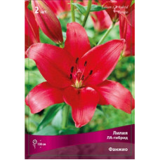 Лилия Фанжио (ЛА-гибрид)