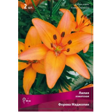 Лилия Фореве Маджолин (азиатская)