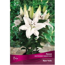 Лилия Фри Чойс (восточная горшечная)