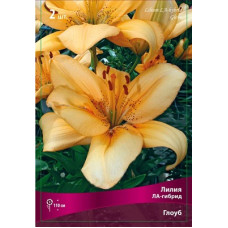 Лилия Глоуб (ЛА-гибрид)