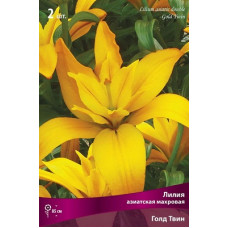 Лилия Голд Твин (азиатская махровая)