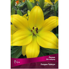 Лилия Голден Тайкун (ЛА-гибрид)