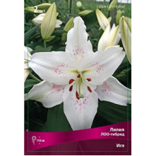 Лилия Игл (ЛОО-гибрид)