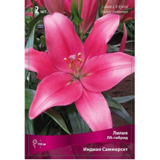 Лилия Индиан Саммерсет 
