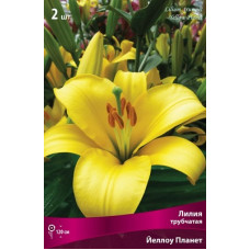 Лилия Йеллоу Планет (трубчатая)