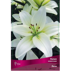 Лилия Йети  (азиатская) 