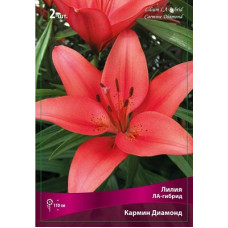 Лилия Кармин Диамонд (ЛА-гибрид)