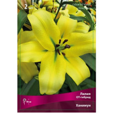 Лилия Ханимун (ОТ-гибрид)