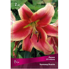Лилия Холланд Бьюти (ОТ-гибрид)