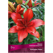 Лилия Коктейль Твинс (азиатская махровая)