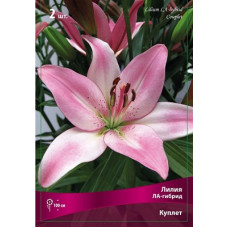 Лилия Куплет (ЛА-гибрид)