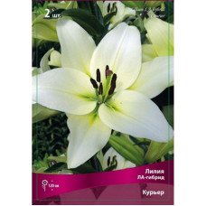 Лилия Курьер (ЛА-гибрид)