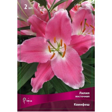 Лилия Куинфиш (восточная)