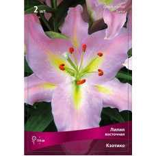 Лилия Кзотико (восточная)