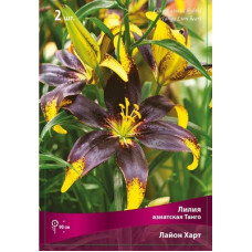 Лилия Лайон Харт (азиатская Танго) 2 шт