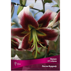 Лилия Лесли Вудрифф (ОТ-гибрид)