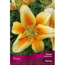 Лилия Луксор  (азиатская)