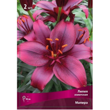 Лилия Мапира (азиатская)