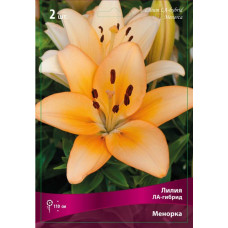 Лилия Менорка (Ла-гибрид)