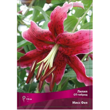 Лилия Мисс Фея (ОТ-гибрид)