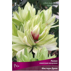 Лилия Мистери Дрим  (азиатская махровая)
