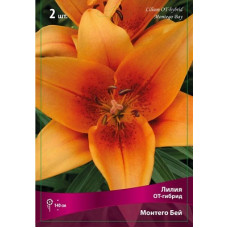 Лилия Монтего Бей (ОТ-гибрид)