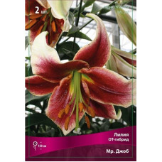 Лилия Мр. Джоб (ОТ-гибрид)