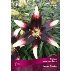 Лилия Неттис Прайд (азиатская Танго)