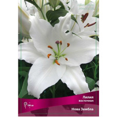 Лилия Нова Зембла (восточная)