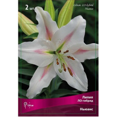 Лилия Ньюанс (ЛО-гибрид)